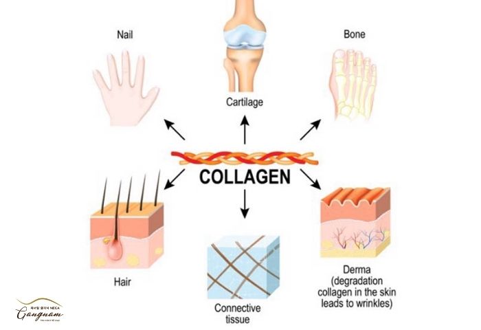 Collagen có ở đâu trong cơ thể?