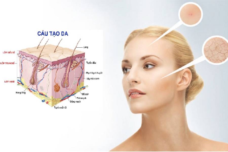 Tác dụng của collagen đối với làn da bạn có biết?